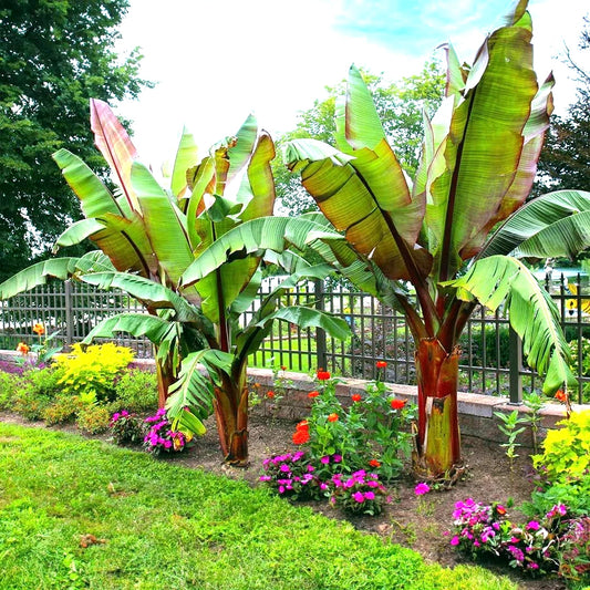 5 Red Abyssinian False Banana Plant Seeds - Musa Ensete Ventricosum - Rare Tropical Gardening Seeds