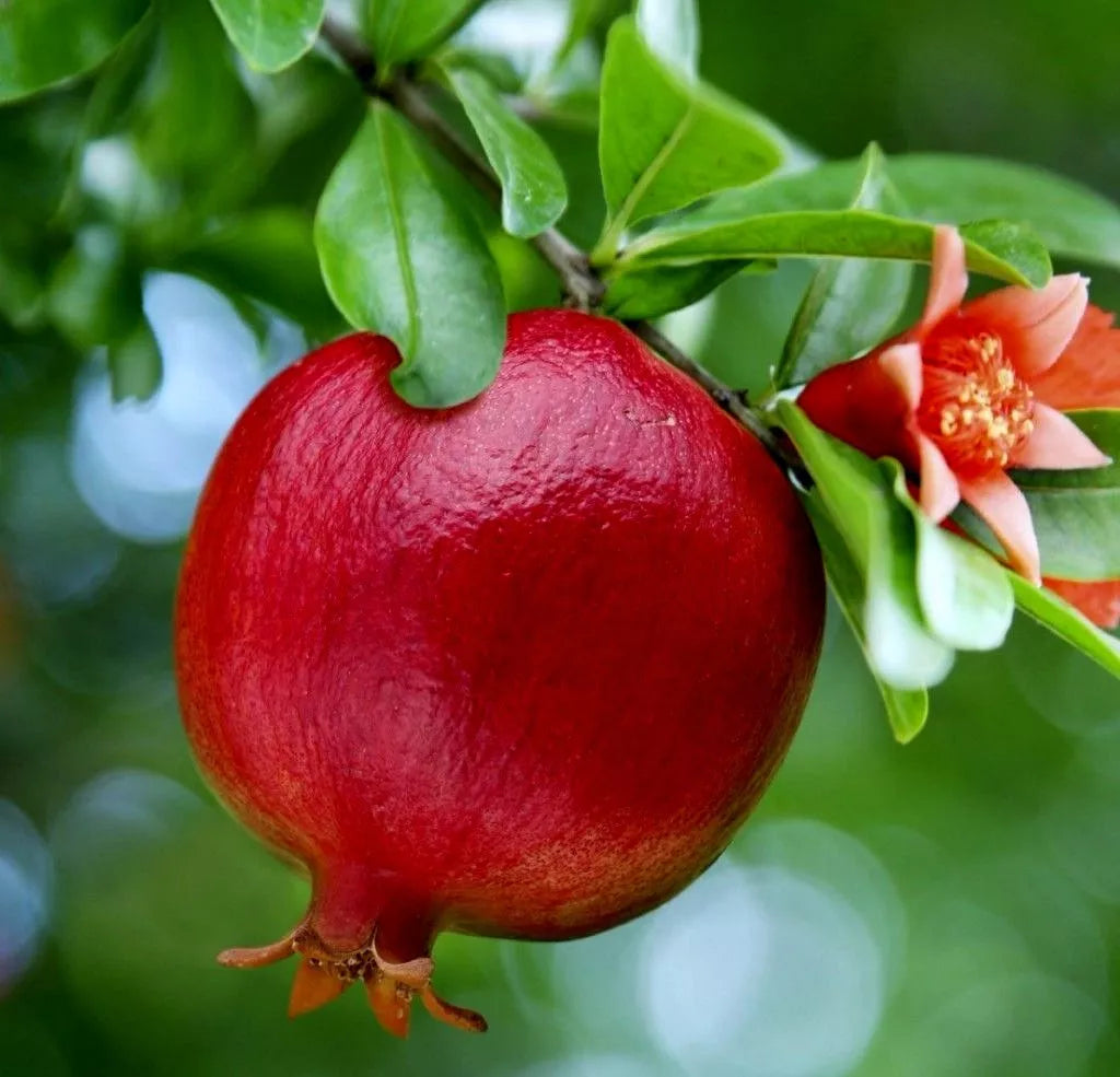 Pomegranate Fruit Tree Seedlings 6" - Wonderful Variety, Punica Granatum, Bright Red Fruit, Orange Flowers, Butterfly Attractant