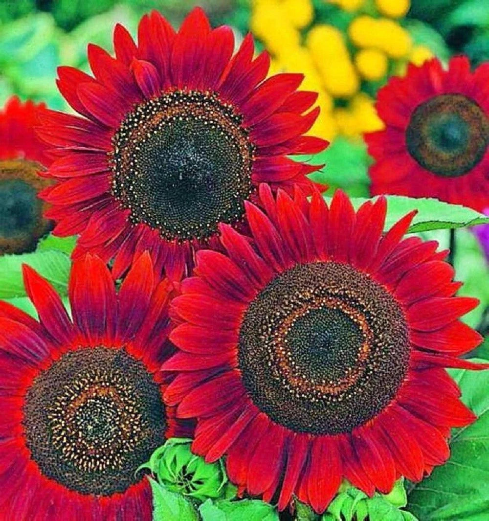 Sunflower Seeds for Planting - Red Velvet Queen Heirloom Variety - Helianthus annuus - Non-GMO