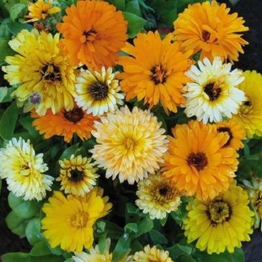 Calendula Seeds - Fiesta Gitana Dwarf Mix - Heirloom Edible Marigold Flowers - 100 Seeds