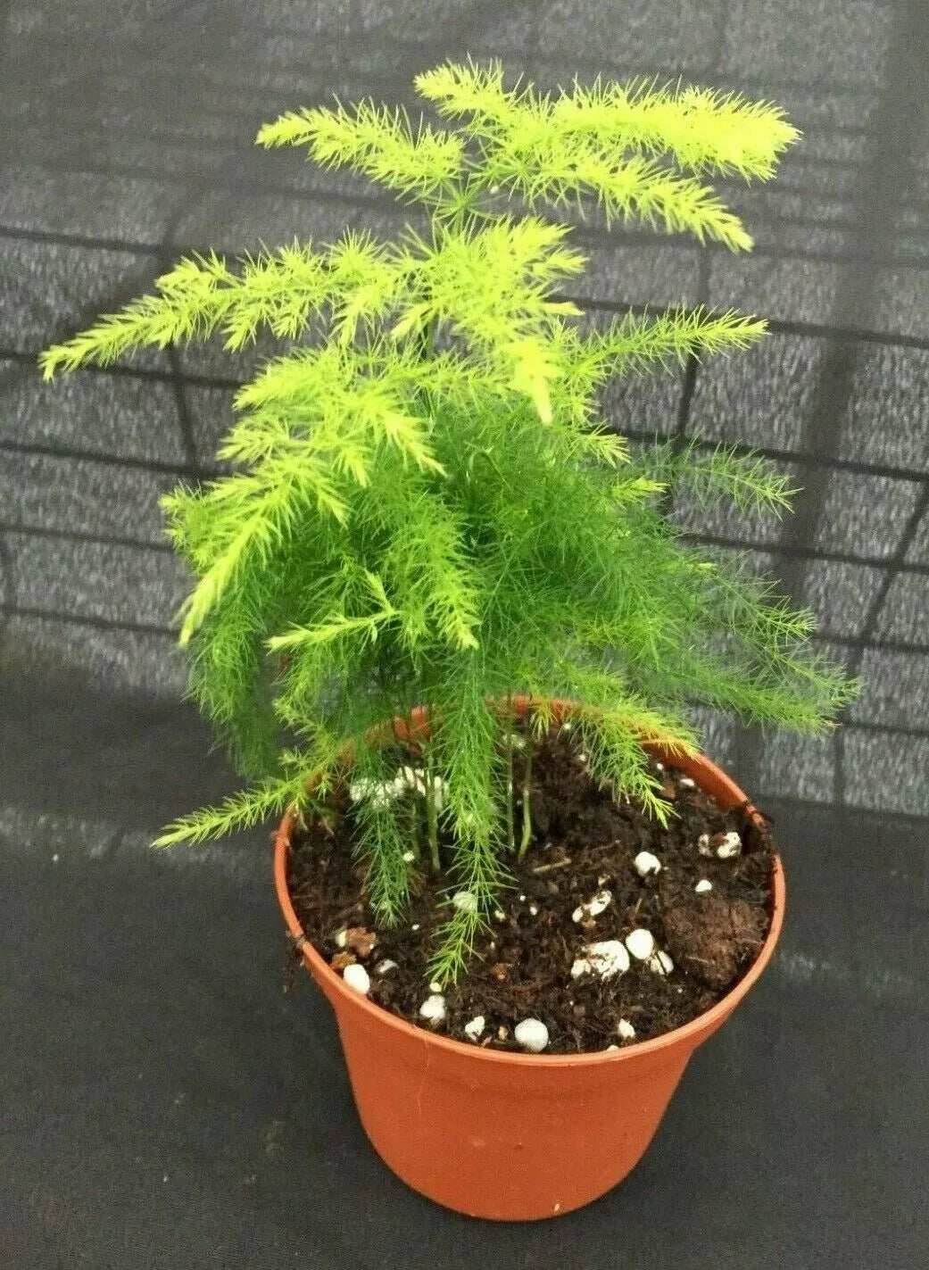 Asparagus Plumosus Fern Plant 3" Pot Rooted Live Houseplant