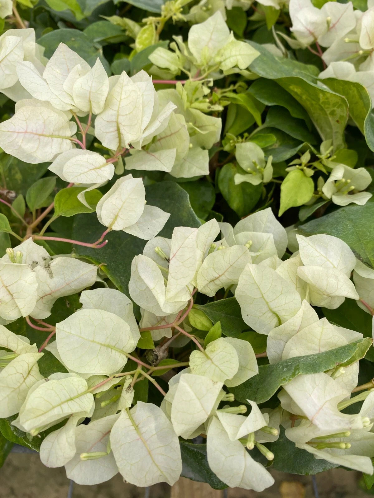 Bougainvillea Starter Plant - Sunstone White - Well Rooted - Bougainvillea glabra - Ships Bare Root