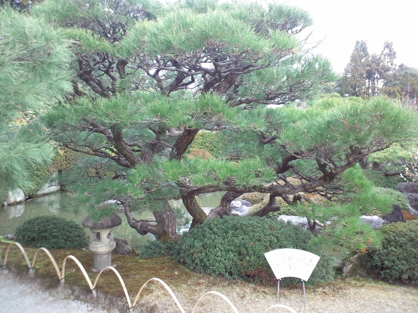 Japanese Black Pine Tree Seeds - 15 Seeds - Pinus thunbergii - Ideal for Bonsai or Landscaping