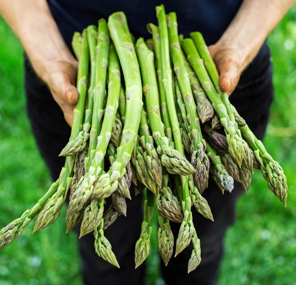 Asparagus Seeds - 100+ Count - Mary Washington - Non-GMO, Heirloom, Organic - Asparagus officinalis