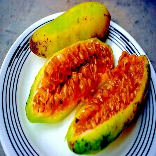 10 Banana Passionfruit Seeds | Rare Fast Flowering Vine | Passiflora Mollissima