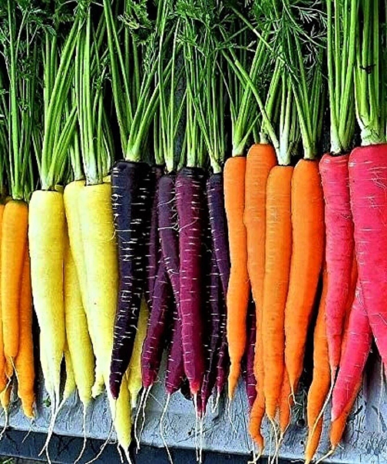 Rainbow Carrot Blend Mix Seeds - 400+ NON-GMO Heirloom Organic Seeds - Colorful Vegetable Garden Planting