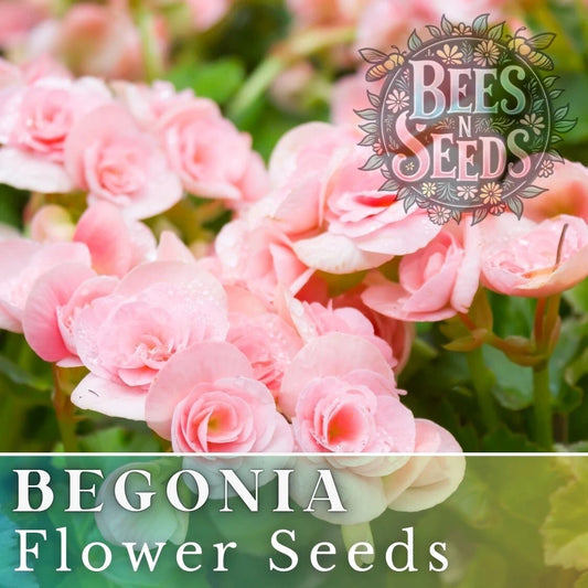 Begonia Seeds - Silken Charm - Non-GMO Flower Seeds - 45 or 125 Seeds - Ideal for Gardens and Containers