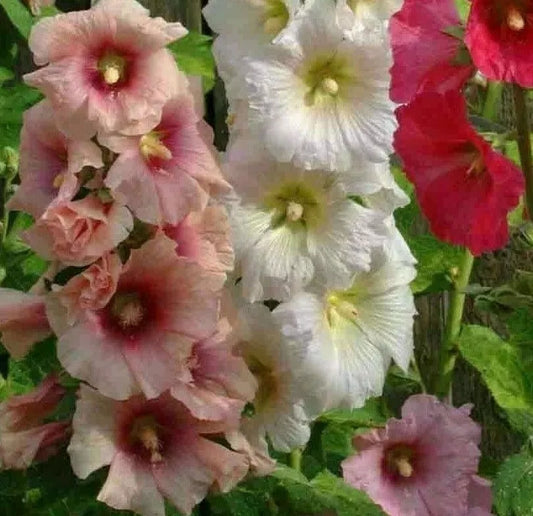 Hollyhock Flower Seeds 30+ Summer Carnival Mix Perennial Herb Alcea rosea Free Shipping