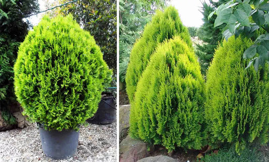 25 Seeds Arborvitae Chinese - Thuja Orientalis - Fast Growing Privacy Hedge - Ideal for Landscaping - Ships Free