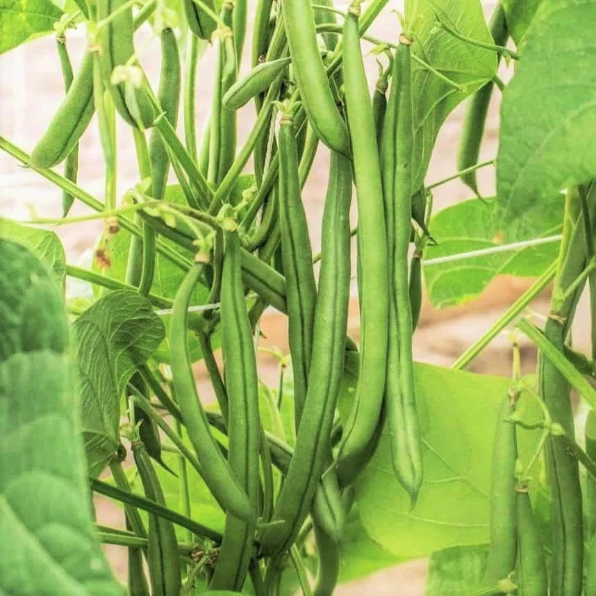 Blue Lake FM1k Green Bean Seeds - Pole Variety, Non-GMO, Stringless - Ideal for 2025 Planting