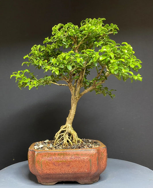 Bonsai Tree Kingsville Boxwood 9” in Chinese Glazed Pot - 12 Years Old - Perfect Indoor Plant for Home Decor
