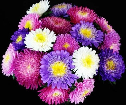 Aster Seeds - 'Standy Mix' - 25 Seed Pack - Colorful Perennial Flowers - Asteraceae