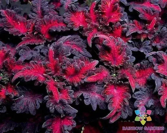 Black Dragon Lulu Coleus Seeds - 25+ Pack for Garden Planting - Coleus blumei - USA - Free Shipping