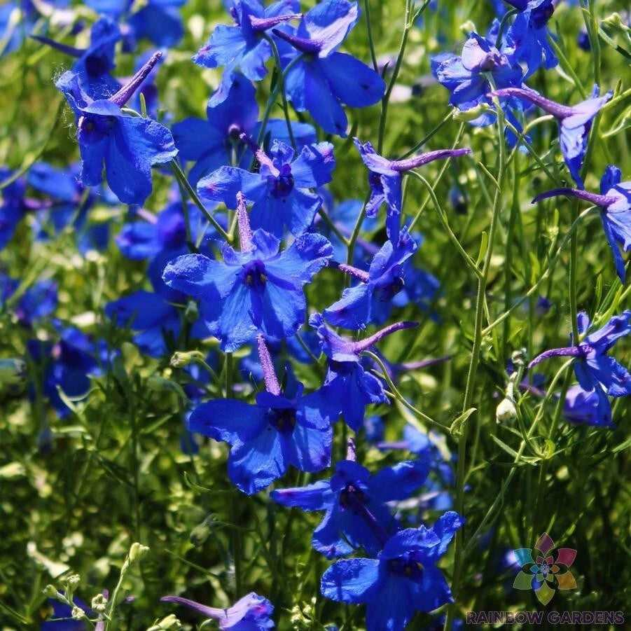 Blue Butterfly Delphinium Seeds - 200+ Count - Garden Flower Seeds - Delphinium elatum - USA Grown, Free Shipping
