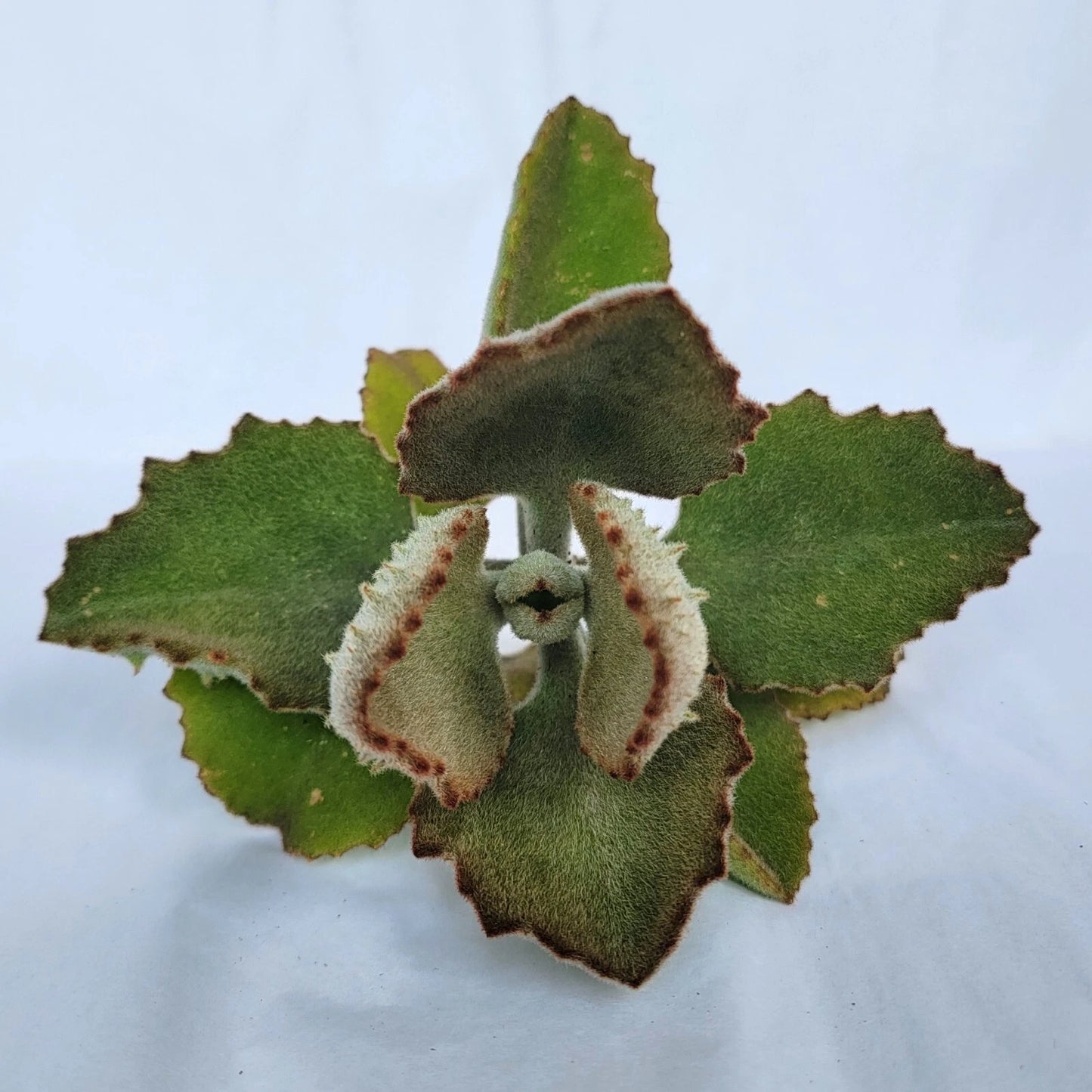 Kalanchoe Cutting - 'Fang' Variety - Kalanchoe beharensis - Unique Succulent Plant Cutting for Propagation