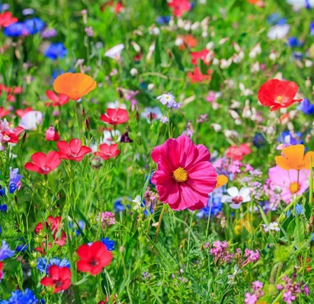 Wildflower Seeds - 200 Count - Butterfly & Bird Mix - Native Pollinator Blend - Eco-Friendly Garden Seeds