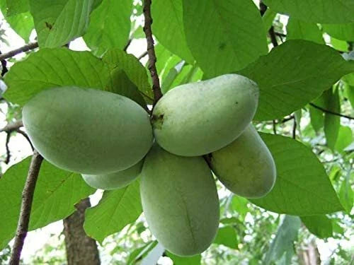 Anna's Bananas North American Banana Seeds - 5 Pack - Grow Paw Paw Tree (Asimina triloba) - Tropical Fruit Garden Plant Seeds