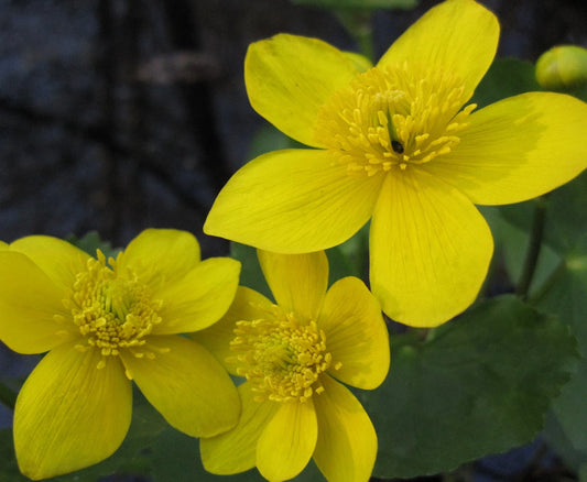 Marigold Seeds - 20 Seeds - Swamp Yellow Flower - Tagetes spp.