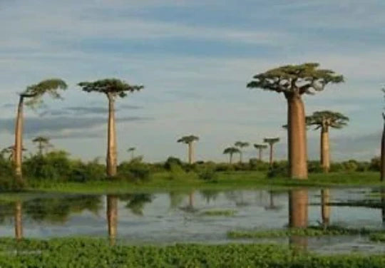 Baobab Tree Seeds - 5 Pack for Growing Adansonia digitata - Highly Prized Tropical Tree Seeds