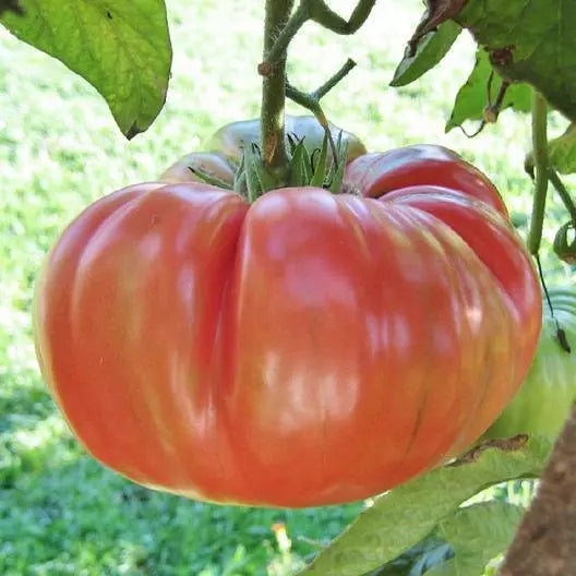 Brandywine Pink Tomato Seeds - 100 Non-GMO Heirloom Seeds - Organic Garden Vegetable - Solanum lycopersicum