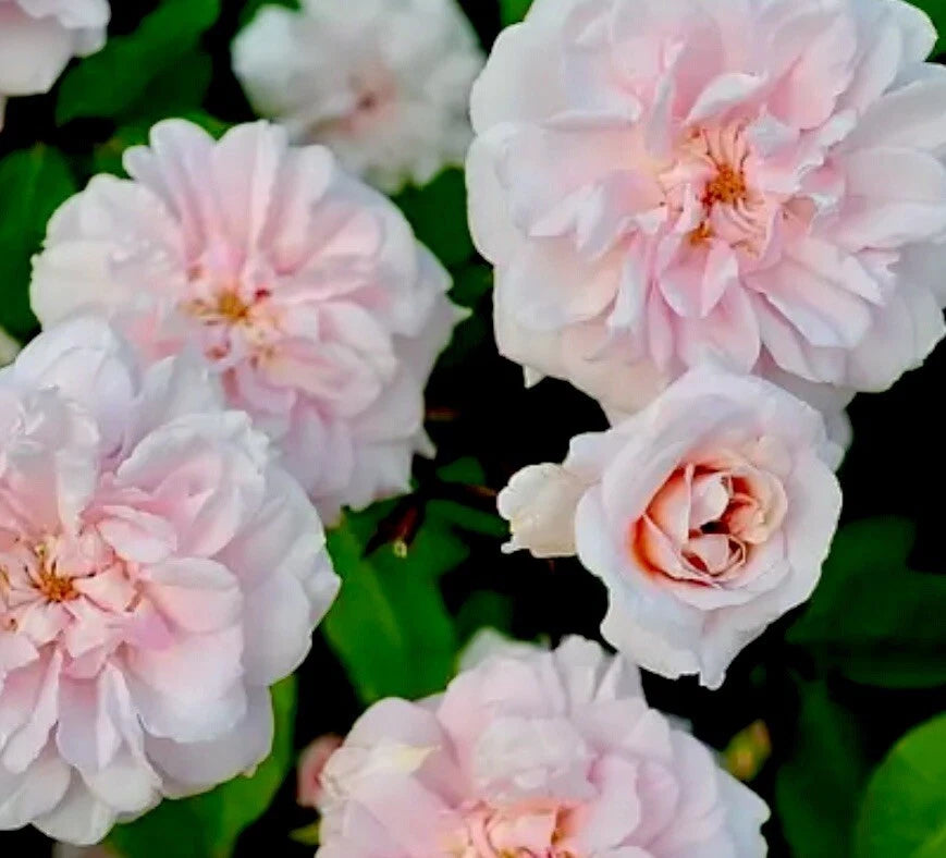 Heirloom Rose Cuttings - 16 Premium Cecile Brunner Cuttings for Fragrant Bushes - Rosa ceciliae