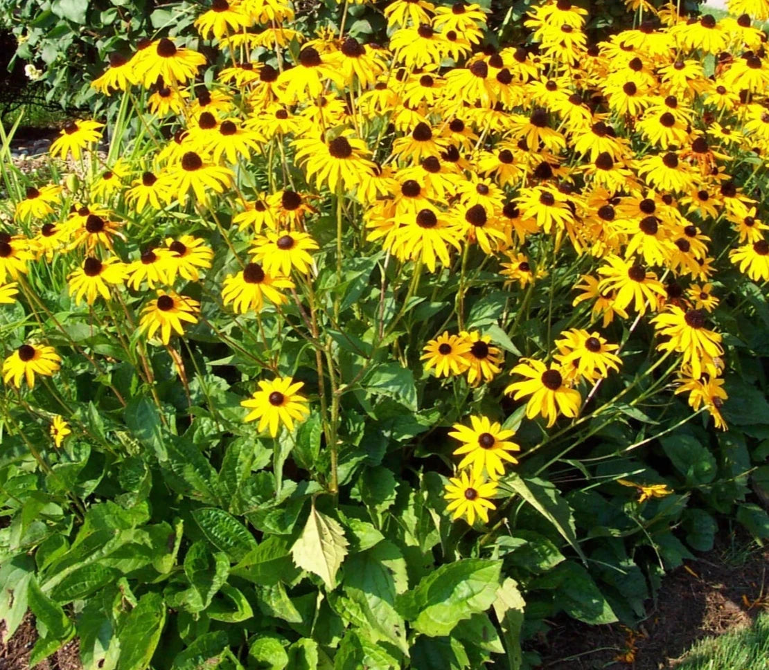 Black-Eyed Susan Perennial Plants 7+1 Free Golden Yellow Daisy Rudbeckia Full Sun Blooms July-Oct 24" Height 24" Spread