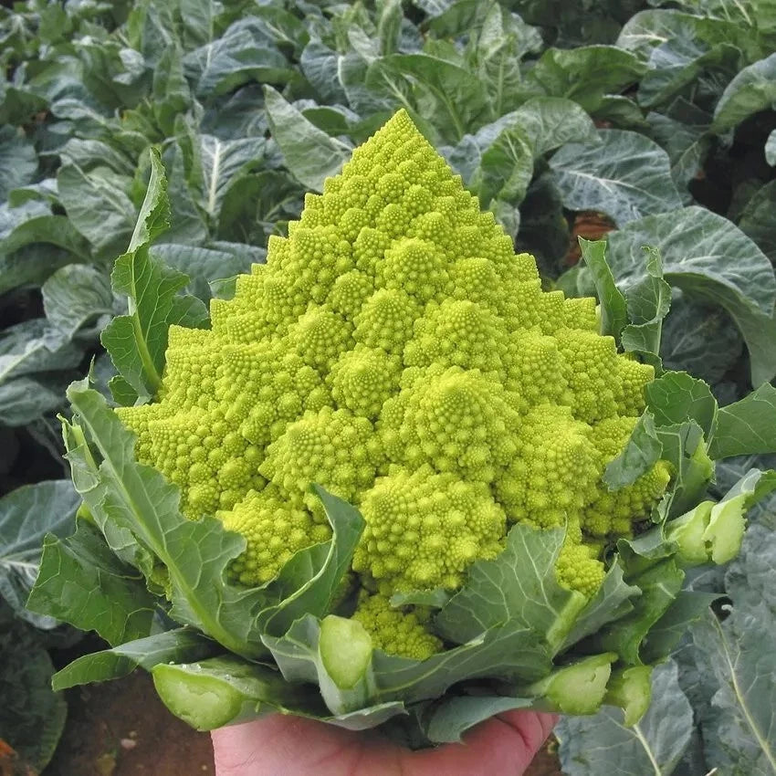 Romanesco Broccoli Seeds - 50+ Heirloom, Organic, Non-GMO - Fresh Vegetable Seeds for Gardening
