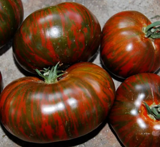 Chocolate Stripes Tomato Seeds 50+ Indeterminate Heirloom Vegetable Garden Seeds, Solanum lycopersicum