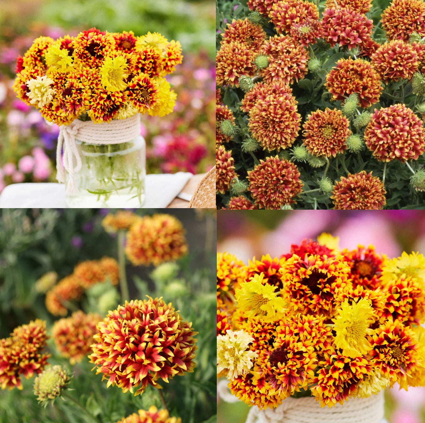 Blanket Flower Seeds - Bi-Color Sundance - Gaillardia - Unique Native Non-GMO - 50 Seeds