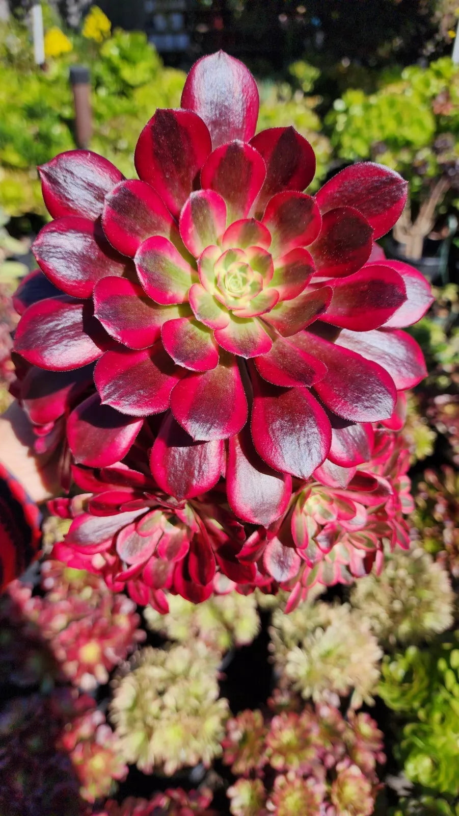 Aeonium Medusa Cutting - Succulent Plant Cutting - Unique Variegated Green and Red Leaves - Aeonium arboreum var. Medusa