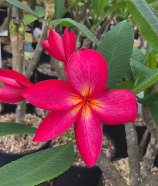 50 Rose Queen Salvia Seeds | Perennial Flower Seeds for Butterflies | Salvia splendens