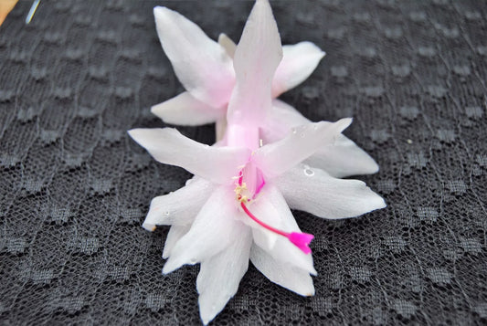 Christmas Cactus Starter Plant - Island Pearl - Schlumbergera Truncata - Healthy Well Rooted Plant