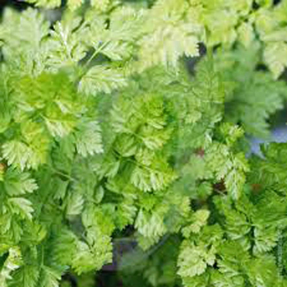 Chervil Seeds 1000+ Heirloom NON-GMO, Anthriscus cerefolium, Culinary Herb Seeds for Gardening