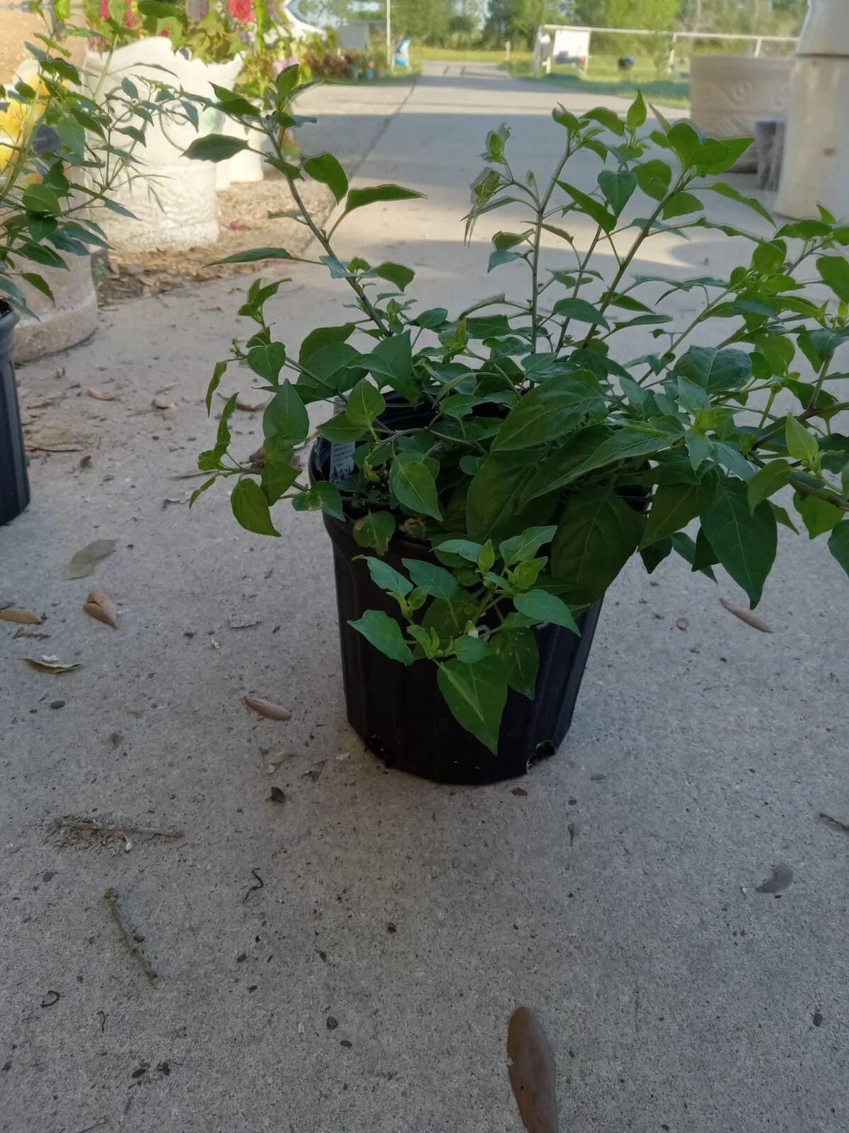 Chile Pequin Hot Pepper Plant - Tepin Petin - Capsicum annuum