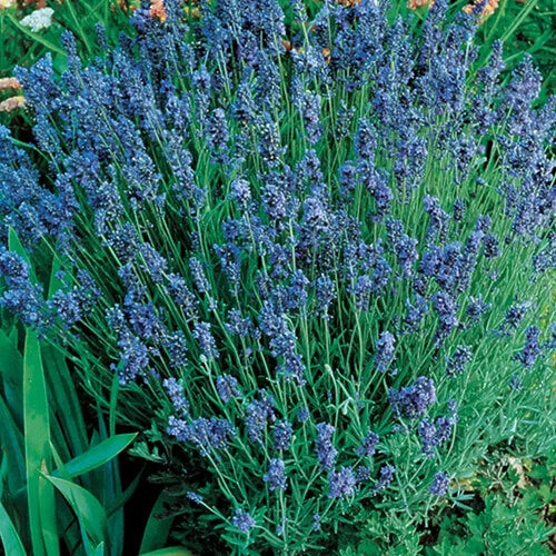 Lady Lavender Seeds | Heirloom Non-GMO | 1994 AAS Winner | Lavandula angustifolia | Free Shipping