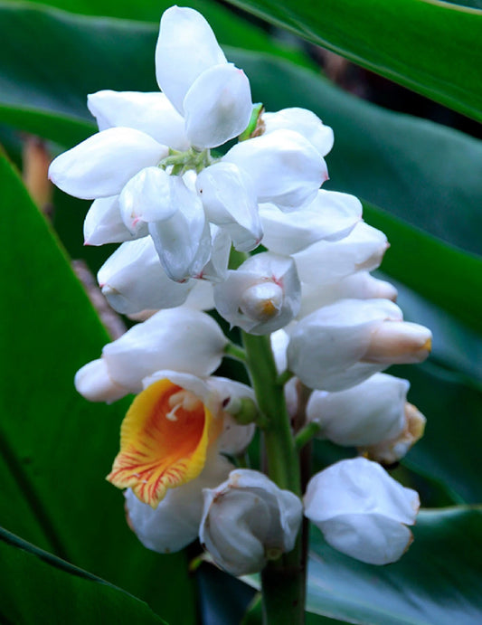 Malacca Ginger Seeds - Rare Organic 5 Seeds - Alpinia malaccensis - Free Shipping