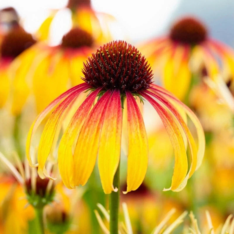 50 Fiery Meadow Coneflower Seeds - Echinacea Perennial Flower Seeds - USA Grown 1107