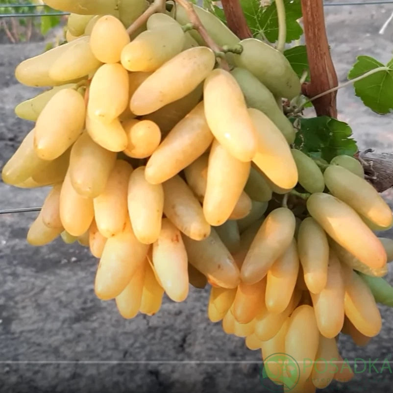 Bananchik Pink Grape Cuttings - 2 Rootless Cuttings, Easy to Root - Imported from Ukraine - Vitis vinifera