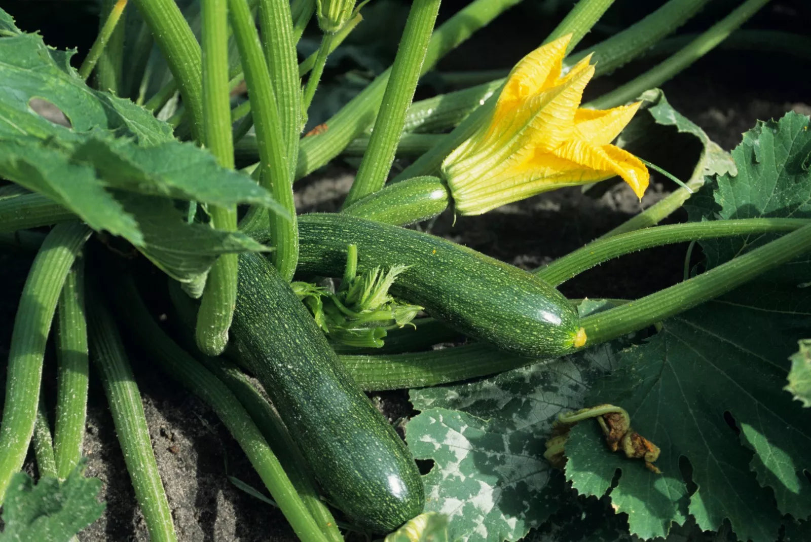 Black Beauty Zucchini Seeds, Non-GMO Summer Squash, Courgette, Heirloom Variety, Organic Gardening Supplies