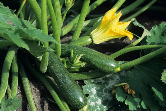 Black Beauty Zucchini Seeds, Non-GMO Summer Squash, Courgette, Heirloom Variety, Organic Gardening Supplies