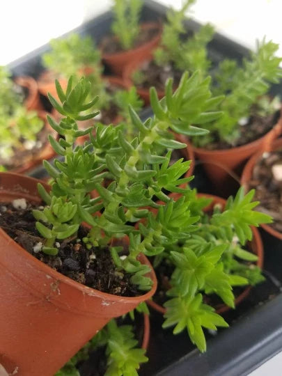 Crassula Schimperi Lizard's Tail Plant - Succulent - Drought Tolerant - Full Sun - Indoor/Outdoor Plant