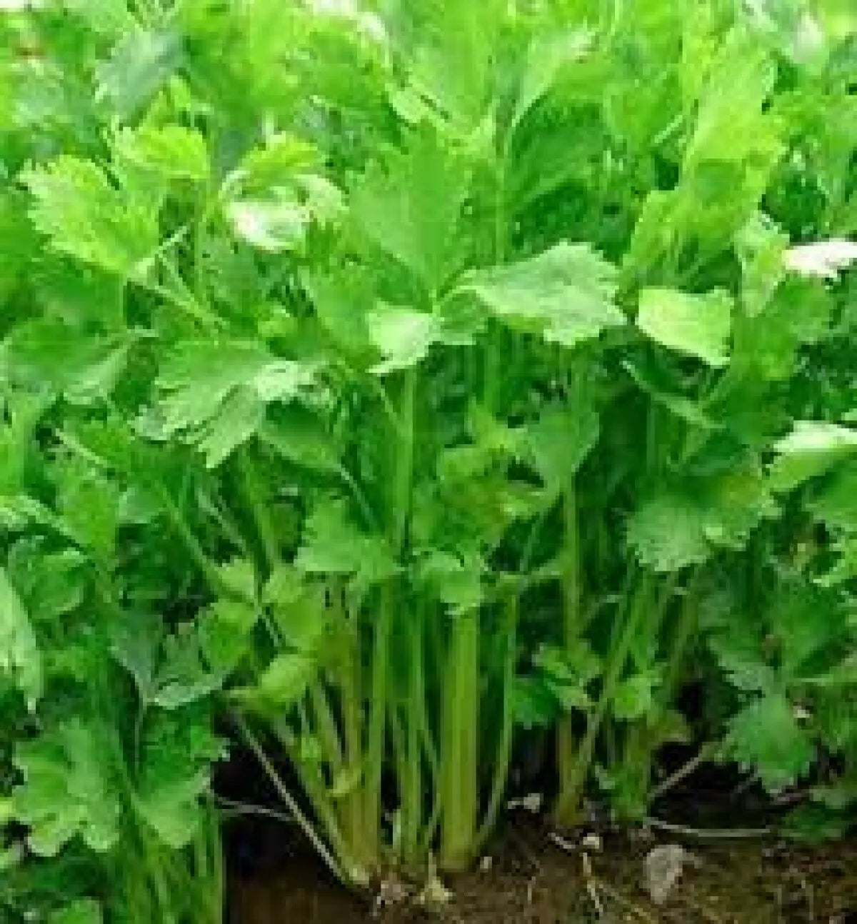 Chinese Celery Seeds 1000+ Non-GMO Apium Graveolens for Vegetable Garden, High Yield, Free Shipping