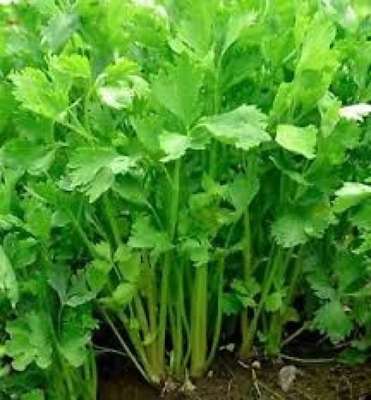 Chinese Celery Seeds 1000+ Non-GMO Apium Graveolens for Vegetable Garden, High Yield, Free Shipping
