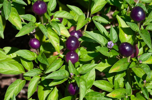 Blue Dream Pepper Bush Seeds - Filius Blue Variety - Capsicum annuum - 50+ Seeds with Free Shipping