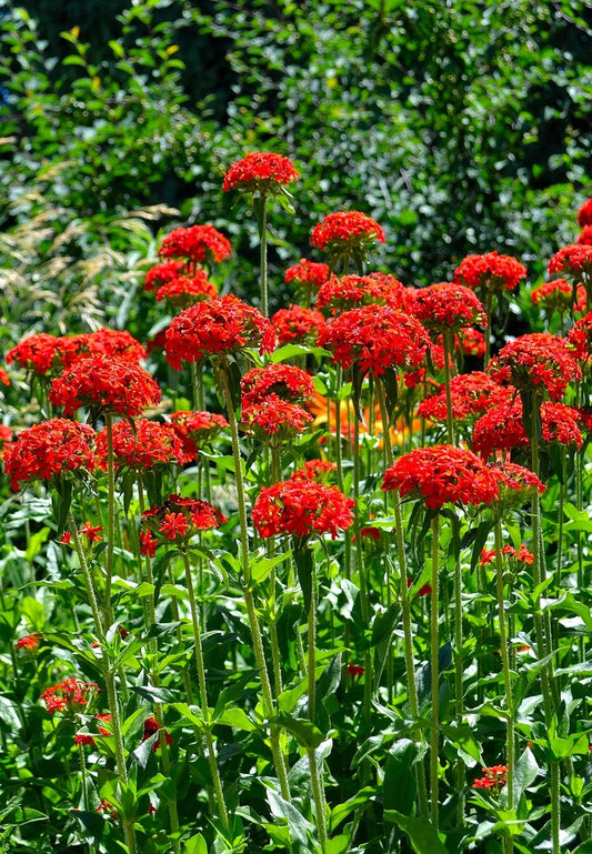 Maltese Cross Seeds - 800 Seeds Red Lychnis Chalcedonica - Buy 15 for Free Shipping - GroCo USA