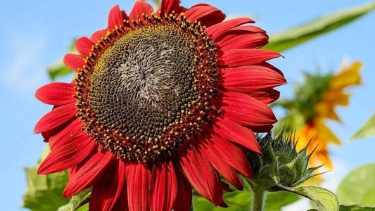 50+ Red Sunflower Seeds - Heirloom, Non-GMO, Fresh - Helianthus annuus