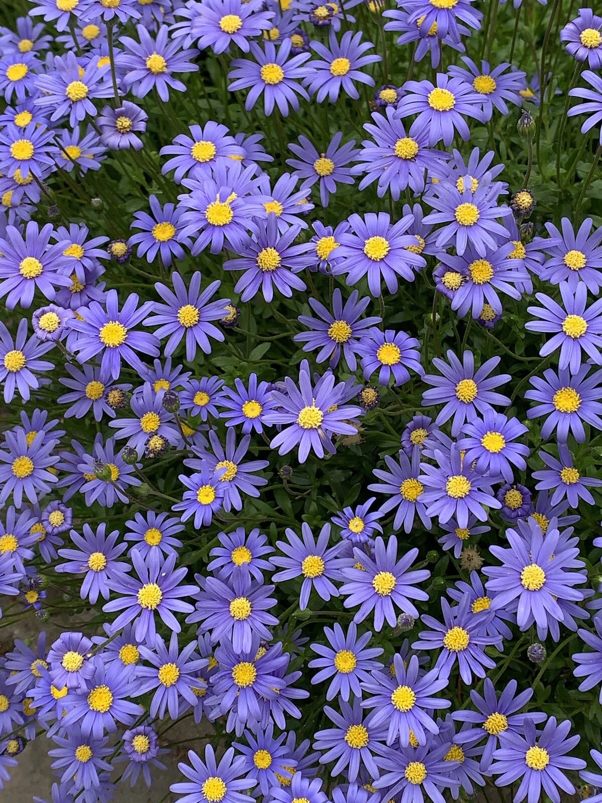 Blue Daisy Perennial Plant, 15” Tall, Quart Pot, Felicia Amelloids