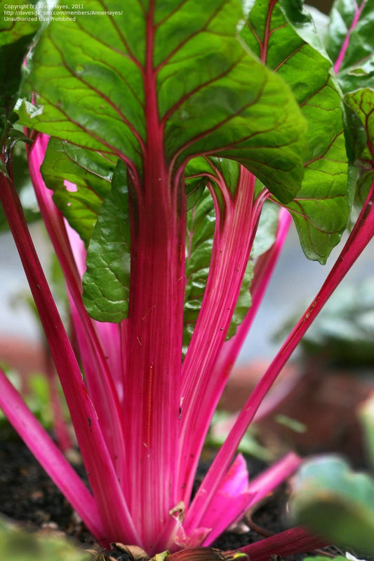 Magenta Swiss Chard Seeds, NON-GMO, Colorful Salad Greens, Beta vulgaris subsp. cicla