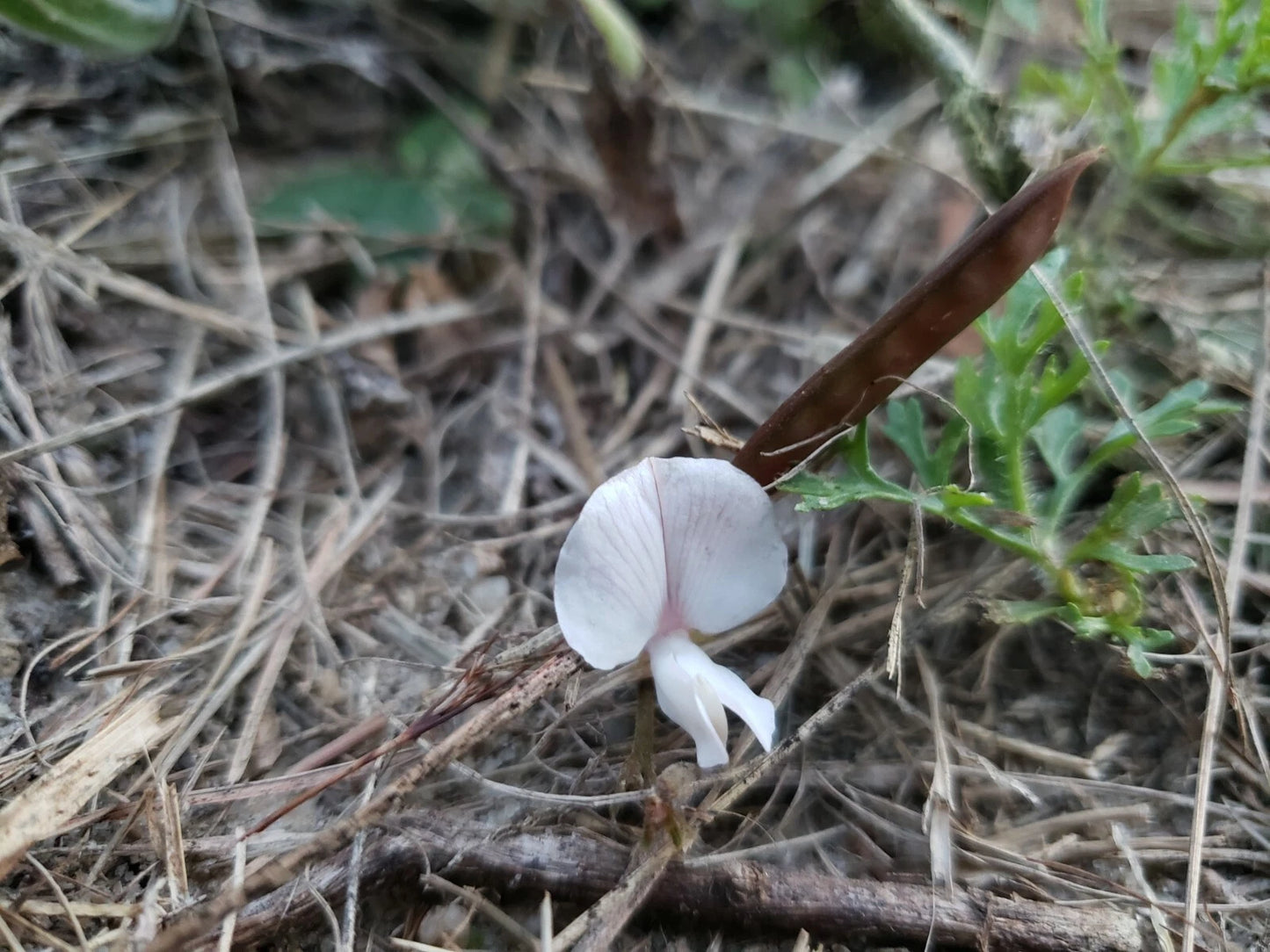 Scurf Hoarypea Seeds | 15+ Seeds | Ground Cover | Tephrosia chrysophylla | Florida Native Plant