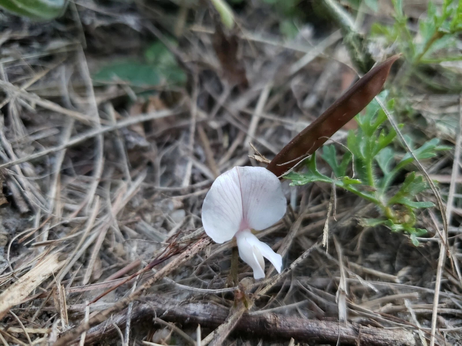Scurf Hoarypea Seeds | 15+ Seeds | Ground Cover | Tephrosia chrysophylla | Florida Native Plant